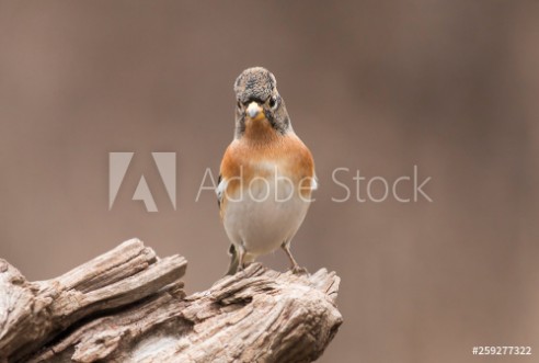 Picture of Brambling sitting on stick and eat berries